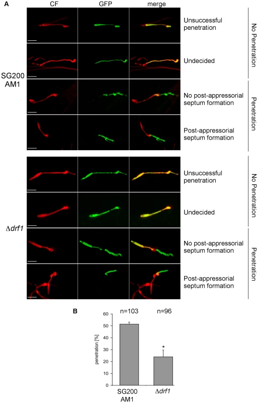 Penetration efficiency from appressoria of <i>drf1</i> mutants is reduced.