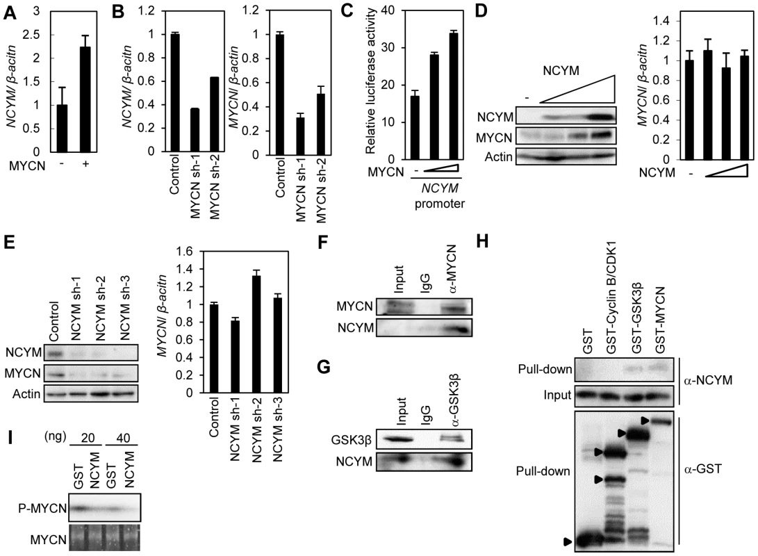 Functional interaction between NCYM and MYCN.