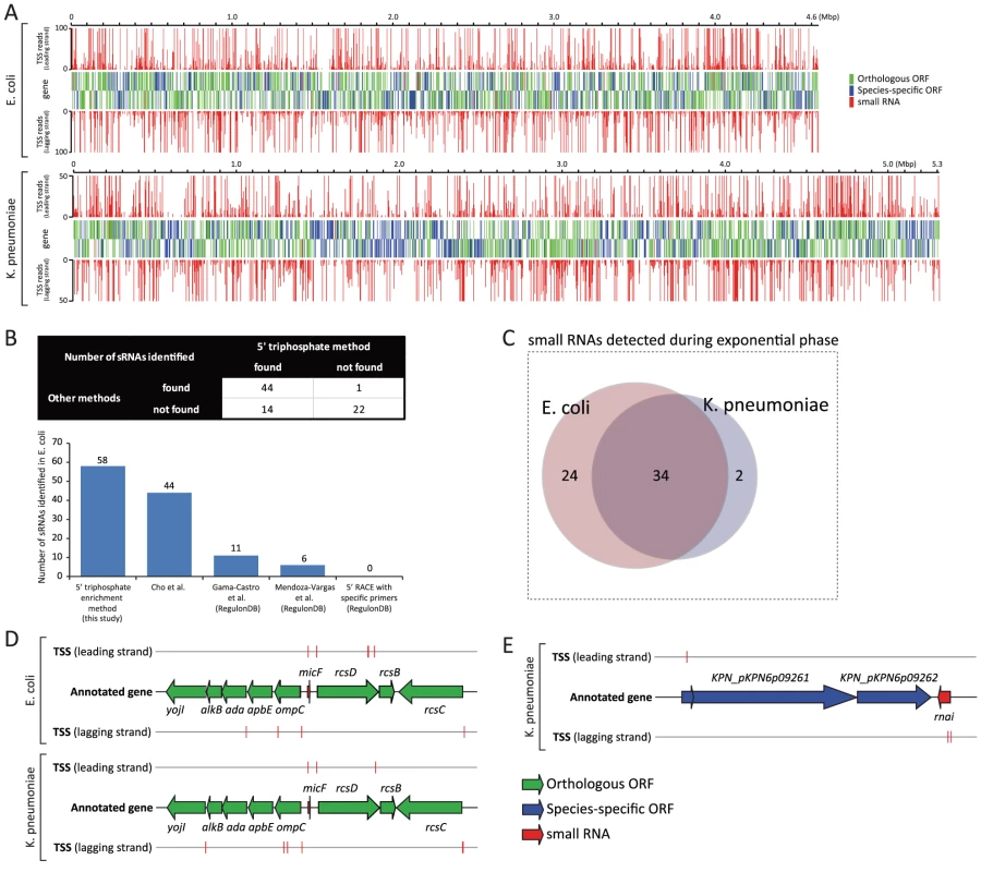 Experimentally determined TSSs and their association with annotated genes.