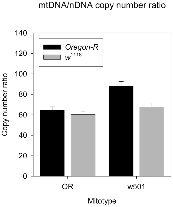 sm21 and w501 mitotypes effects on mtDNA/nDNA copy number ratio in <i>OreR</i> and <i>w</i><sup>1118</sup> nuclear background.