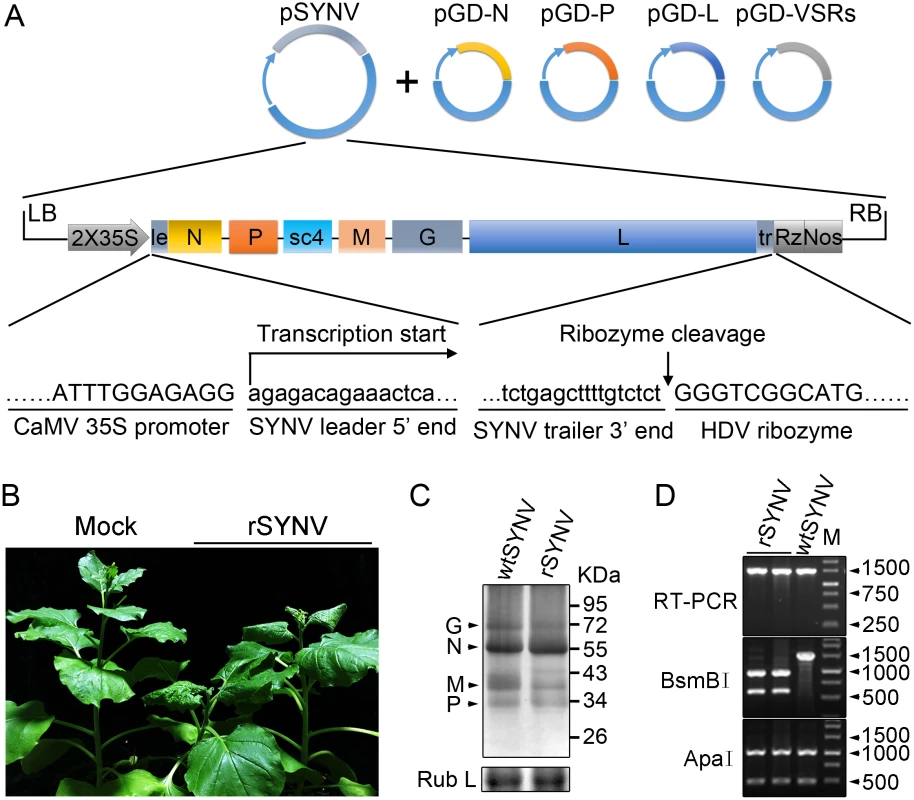Recovery of recombinant SYNV in <i>N</i>. <i>benthamiana</i>.