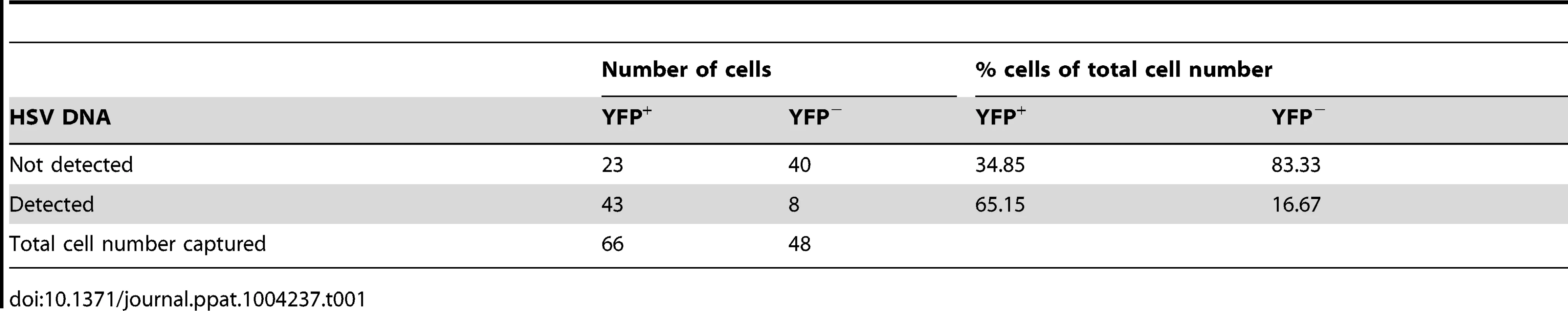 Number and percentage of YFP<sup>+</sup> and YFP<sup>−</sup> cells containing HSV DNA.