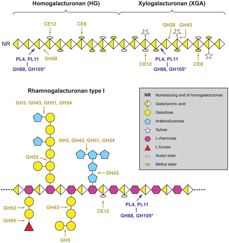 Pectinolytic machinery in <i>Verticillium dahliae</i>, illustrating the enzymes that cleave homogalacturonan, xylogalacturonan and rhamnogalacturonan.
