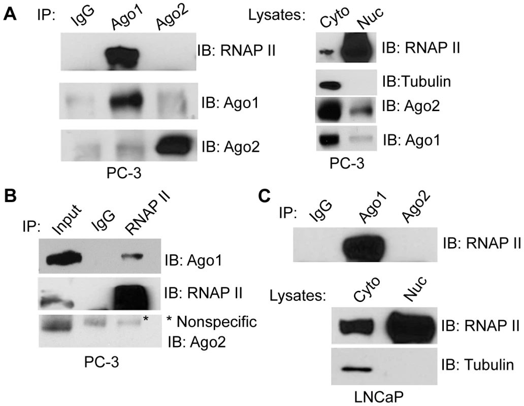Nuclear Ago1 interacts with RNAP II.