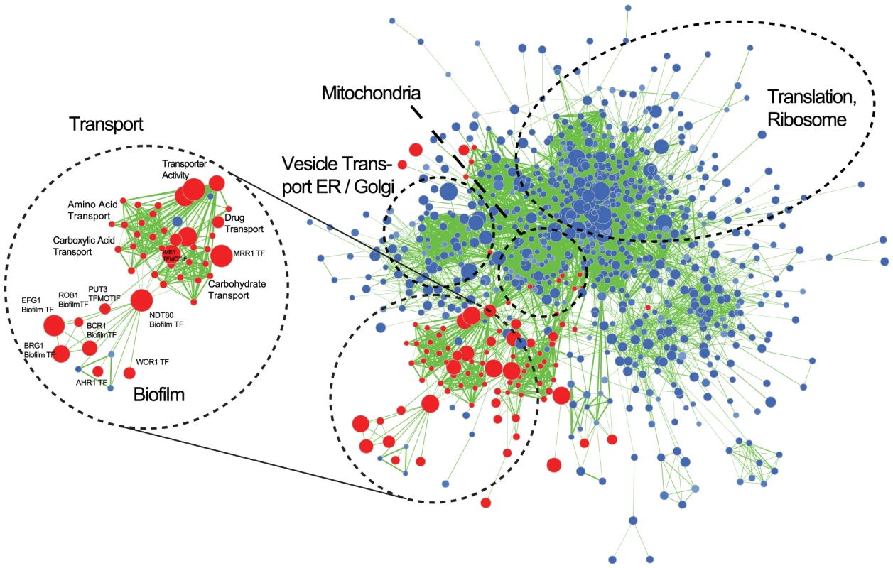 Gene Set Enrichment Analysis of the <i>C. parapsilosis</i> biofilm transcriptome.