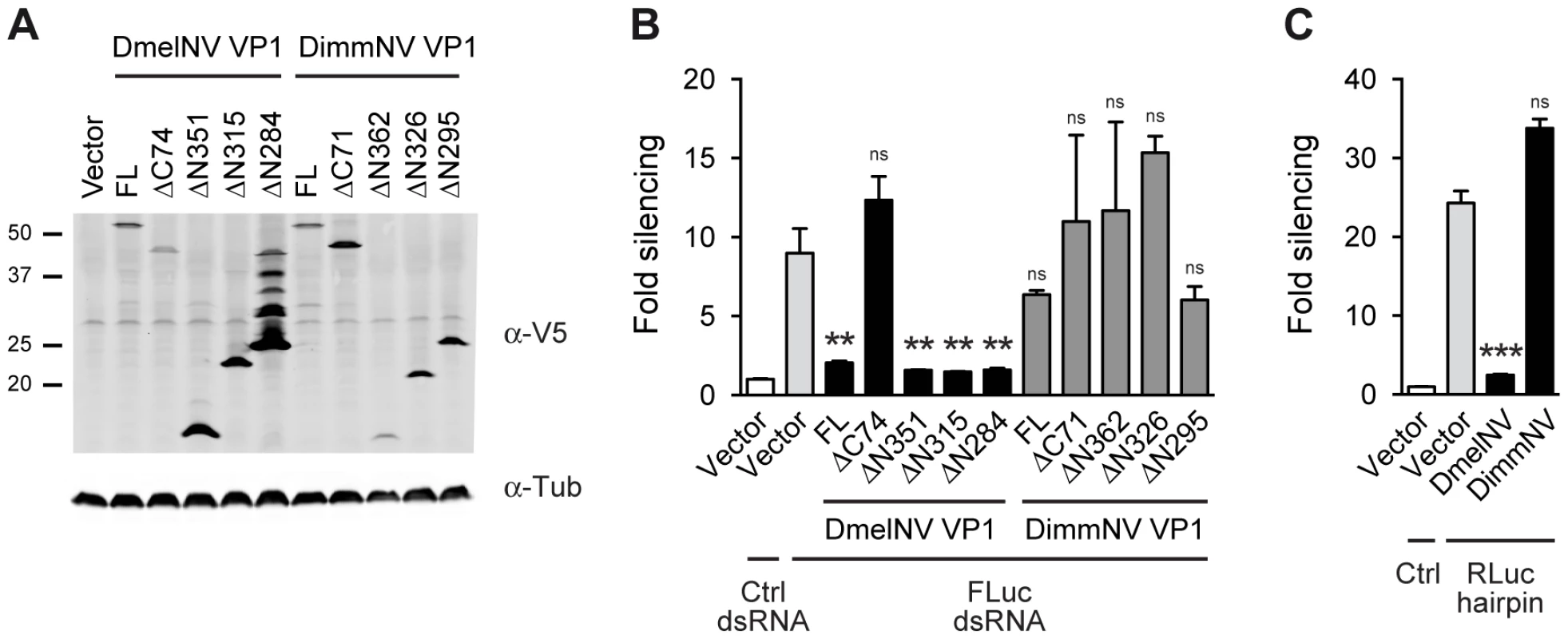 VP1 suppressor activity is species-specific.
