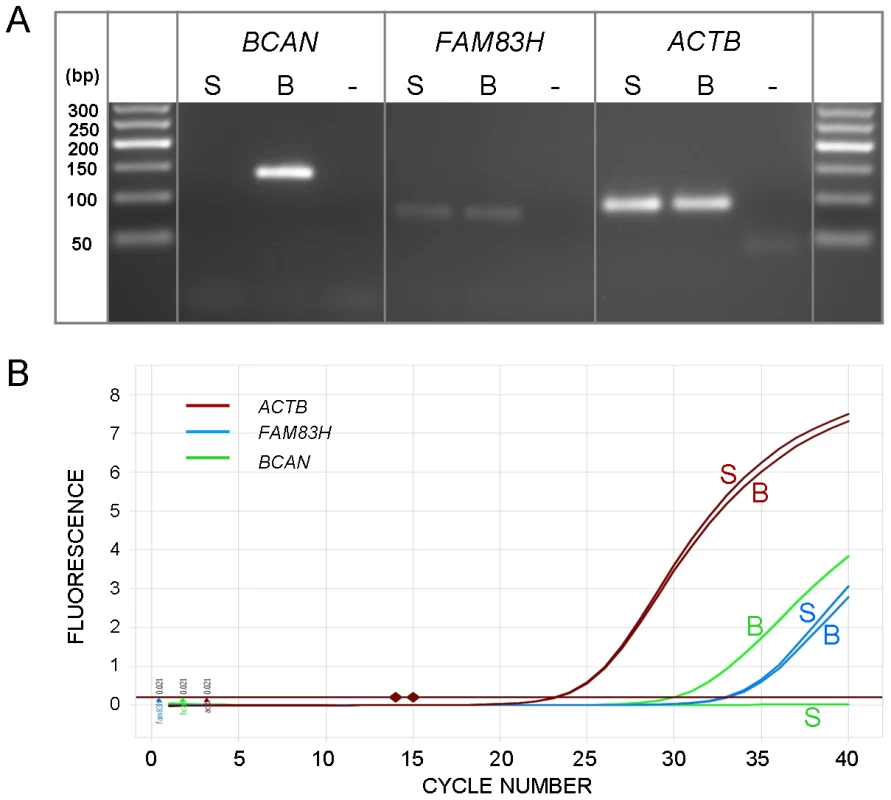 Expression levels of <i>BCAN</i> and <i>FAM83H</i>.