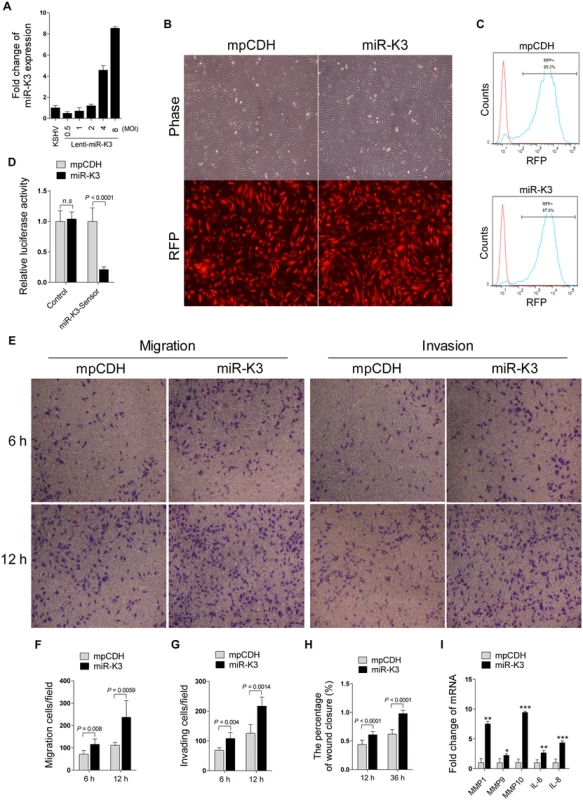 Ectopic expression of miR-K3 promotes endothelial cell migration and invasion.