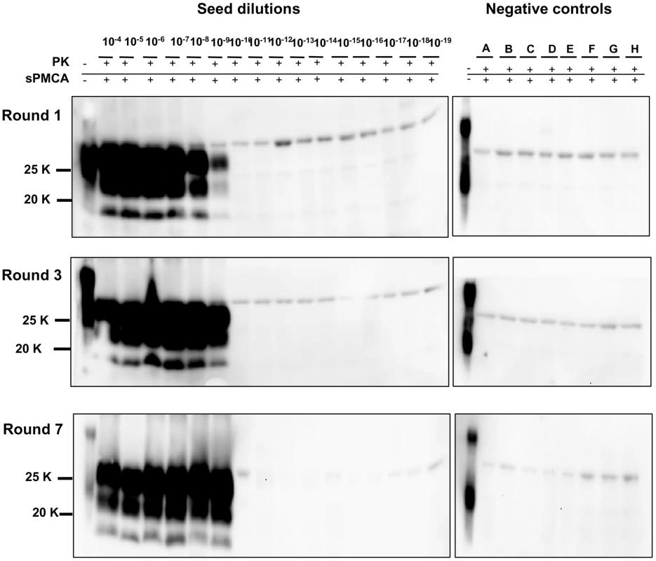 Limit of detection of v586 using saPMCA.