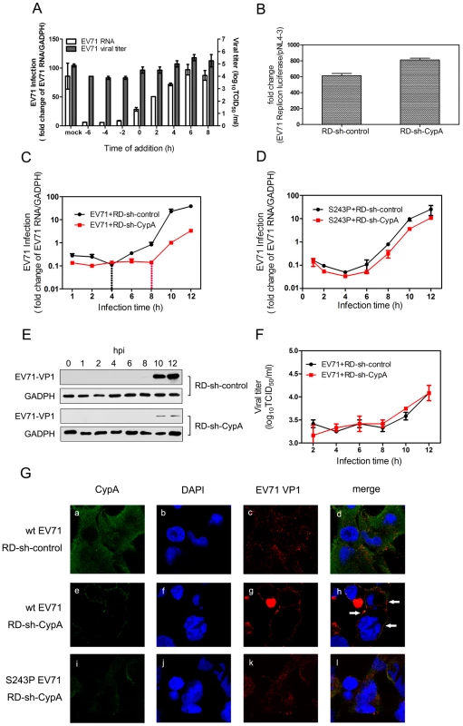 CypA functions in the entry step of EV71 infection.