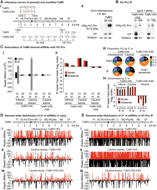 Profile of TuMV-derived siRNAs in plants infected with TuMV-HIS or TuMV-HIS-AS9.