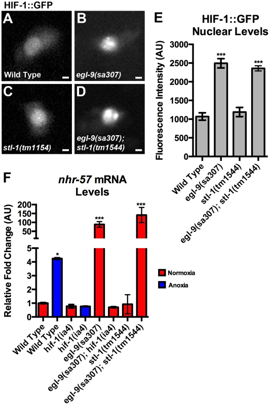 STL-1 is not part of the EGL-9/HIF-1 pathway.