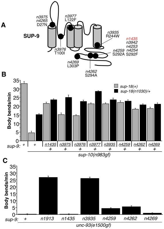 Characterization of novel <i>sup-9</i> alleles.