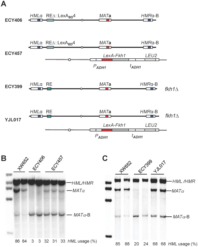 A LexA System to Study Donor Preference.