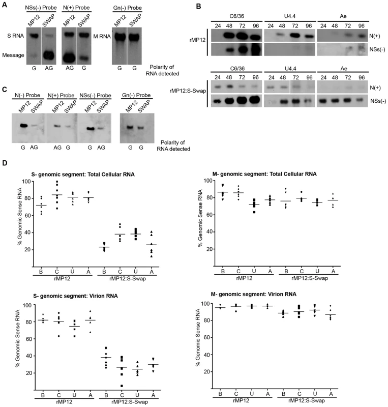 Analysis of viral RNAs. A. Intracellular RNAs in infected BHK-21 cells.