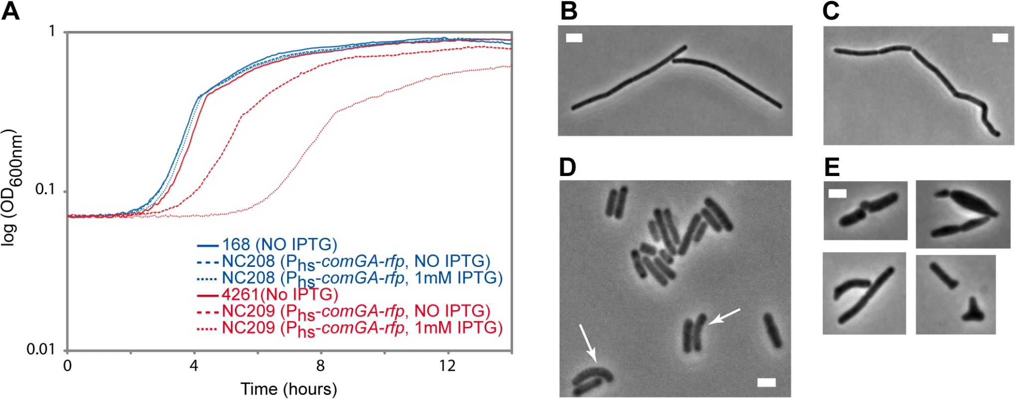 Effect of <i>comGA</i> expression during exponential phase.
