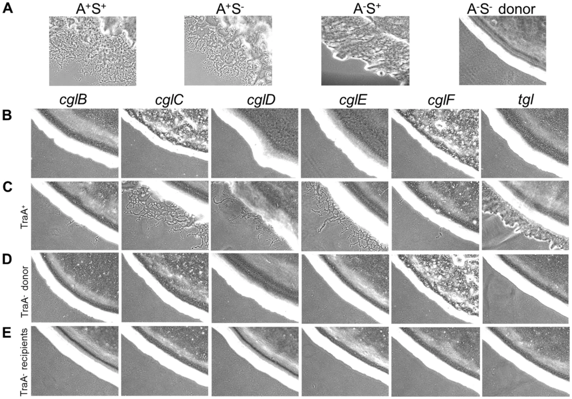 Stimulation of gliding motility depends on TraA.