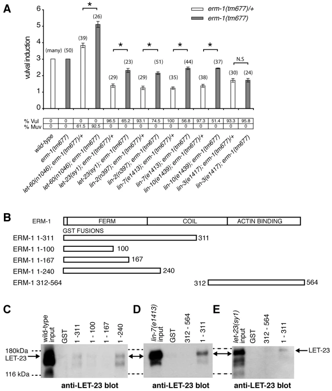 ERM-1 negatively regulates vulval induction and binds to LET-23.