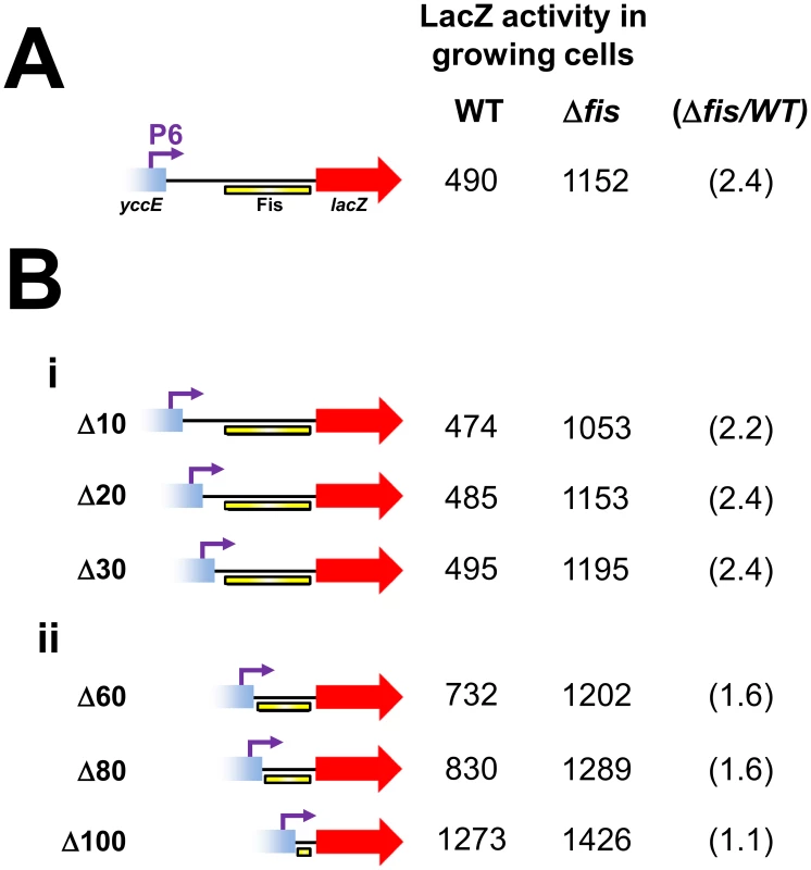 Deletion analysis of the Fis binding region.