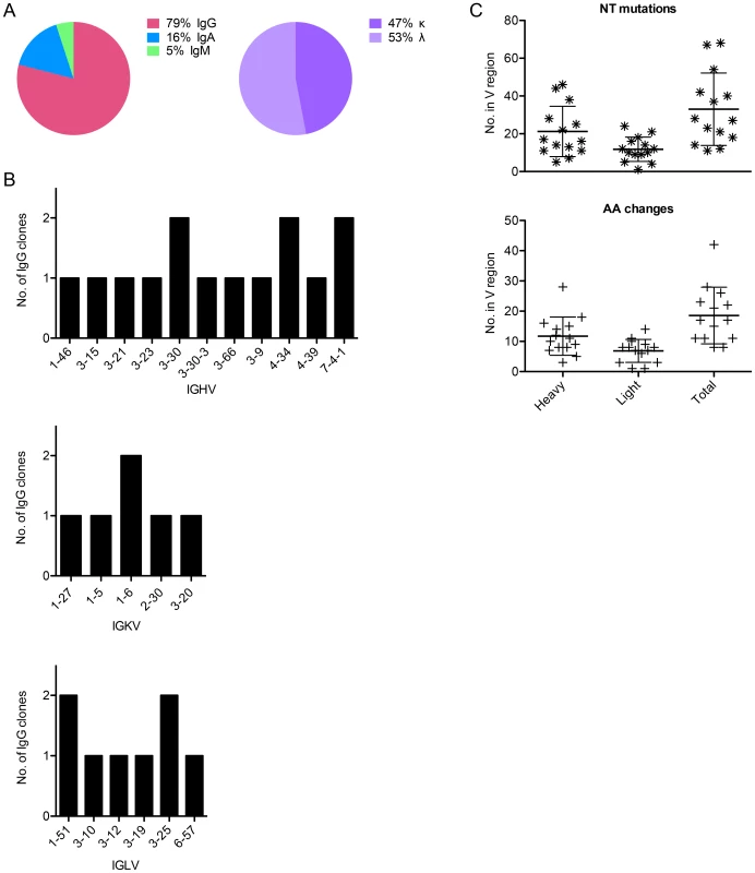 Sequence characteristics of Abs cloned from HPV 16-specific Bmem.