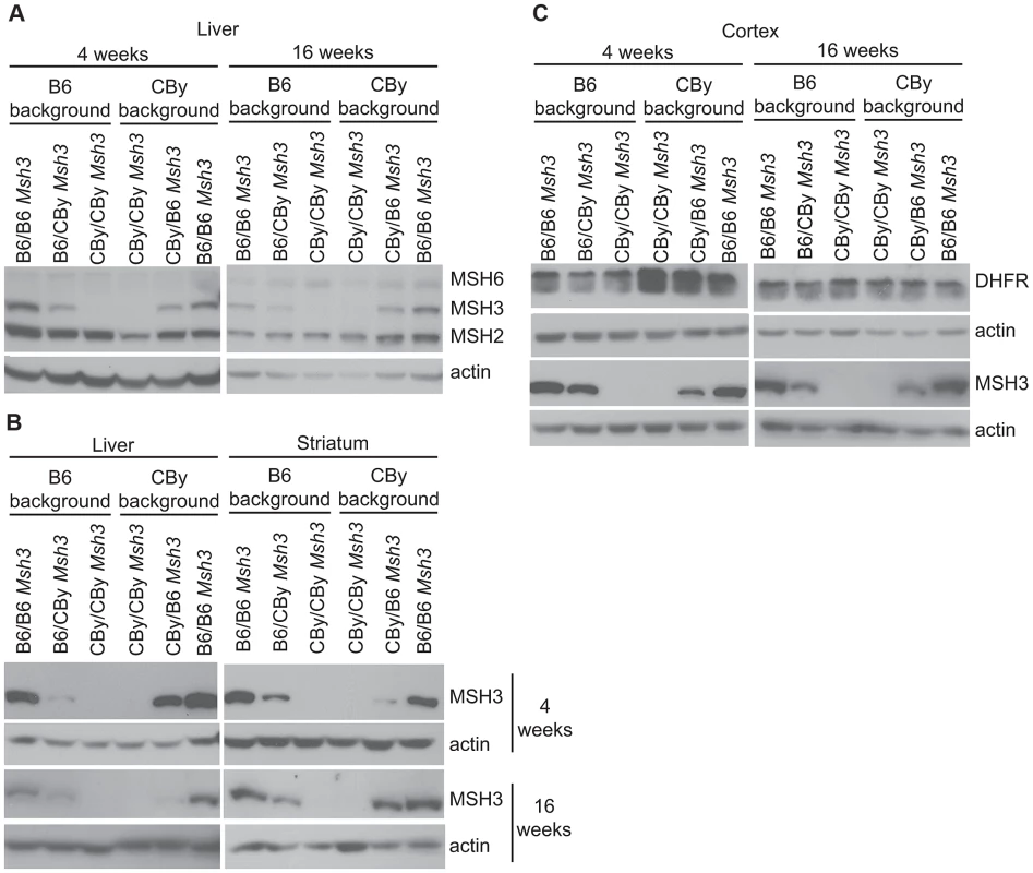 Western blot analysis of MMR and DHFR protein levels.