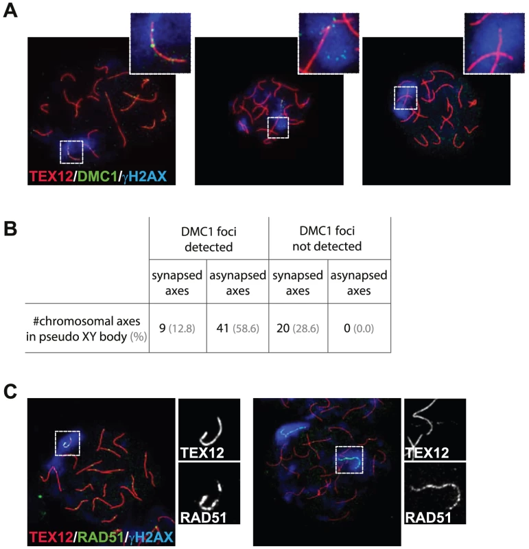 DMC1 preferentially localizes to unsynapsed axes in wild type pachytene oocytes.