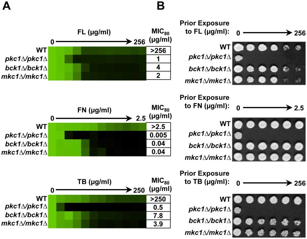 Pkc1 enables basal tolerance to ergosterol biosynthesis inhibitors in part via the MAPK cascade in <i>Candida albicans</i>.