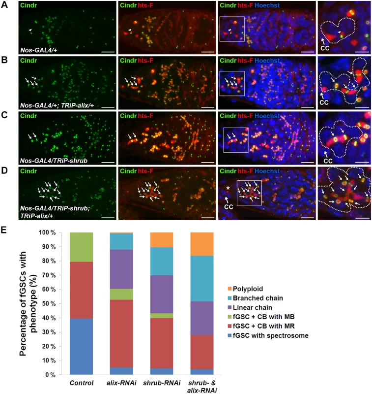 ALIX and Shrub coordinately control abscission in <i>Drosophila</i> female germline stem cells.