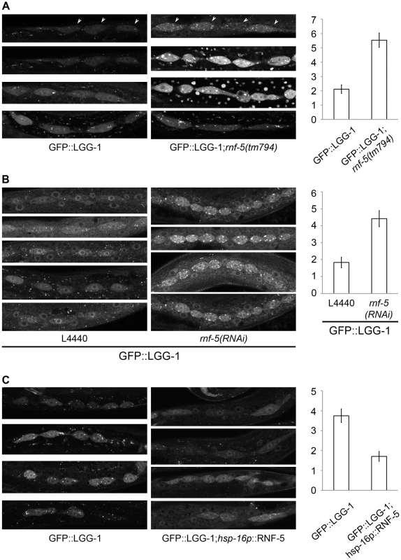 RNF-5 regulates autophagy in <i>C. elegans</i>.