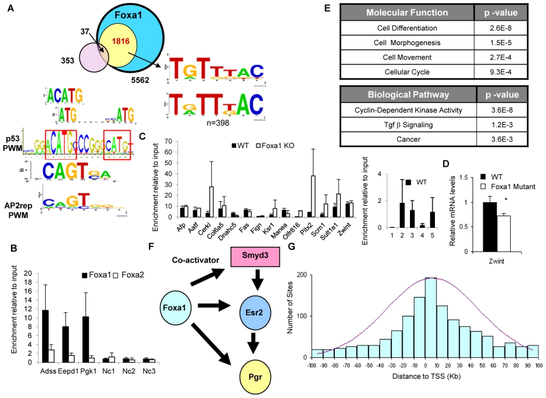 Foxa1-Specific Targets Are Enriched for p53 Binding Sites.