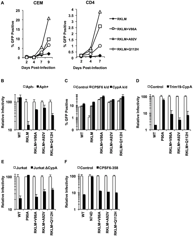 Adaptation of the early HIV-1 CTL escape variant RKLM in primary CD4+ T cells mimics <i>in vivo</i> adaptation.