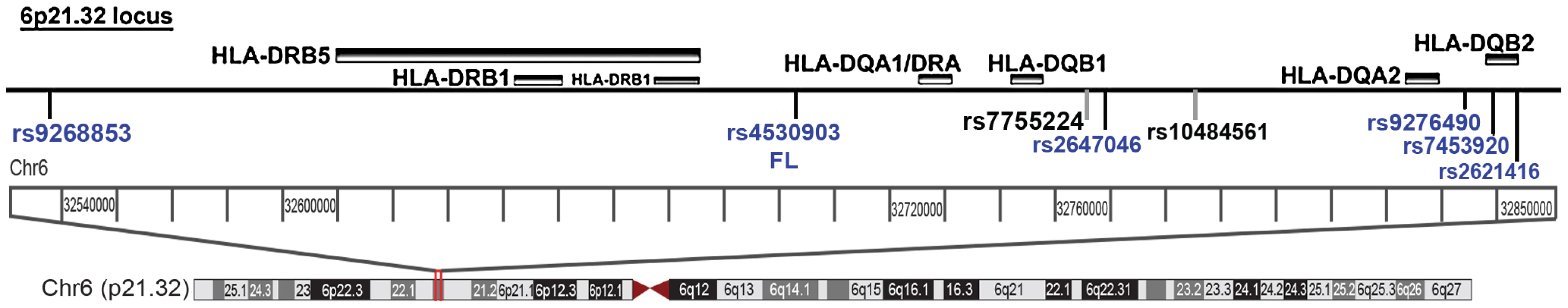 The Chr6p21.32 locus depicting the novel loci near the HLA II locus.