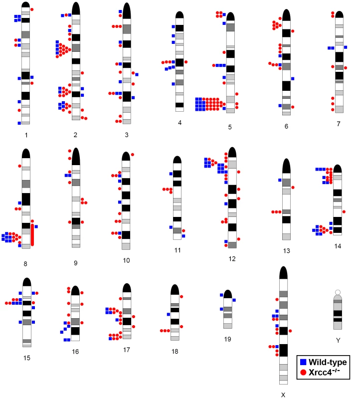 Locations of <i>de novo</i> CNVs in the mouse genome.
