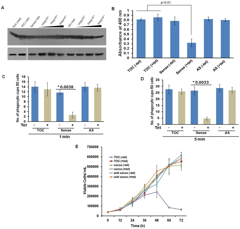 Effect of EhCoactosin over-expression on growth of trophozoites.