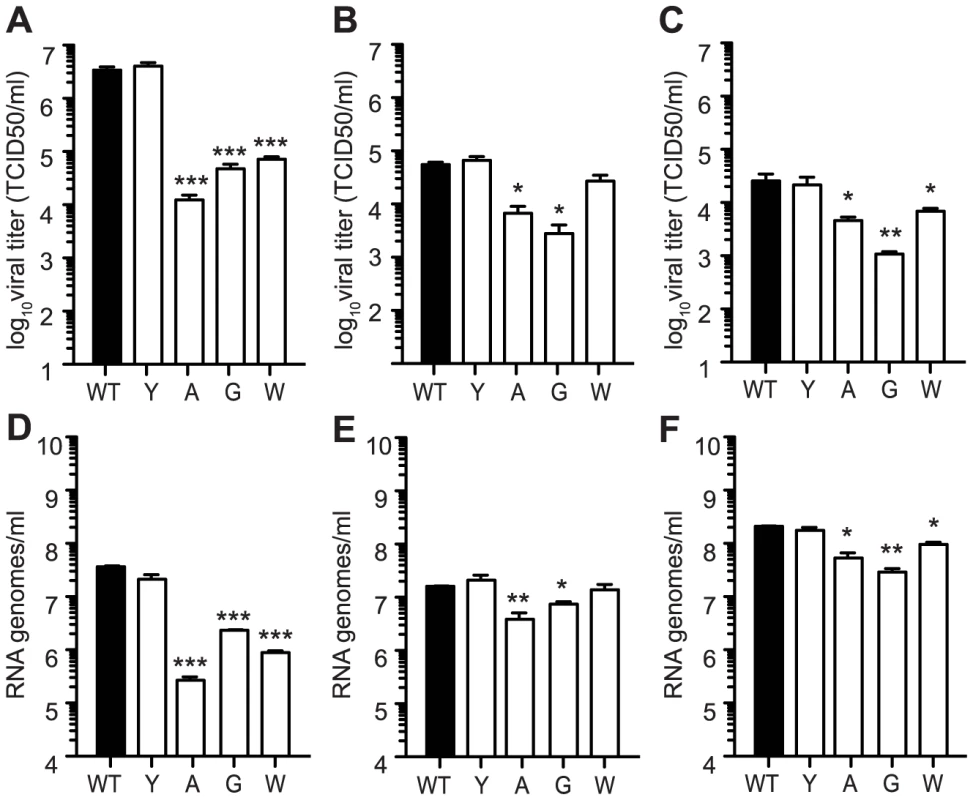 Mutators have replication defects in <i>Ae. albopictus</i>- and <i>Ae. aegypti</i>- derived cell culture.