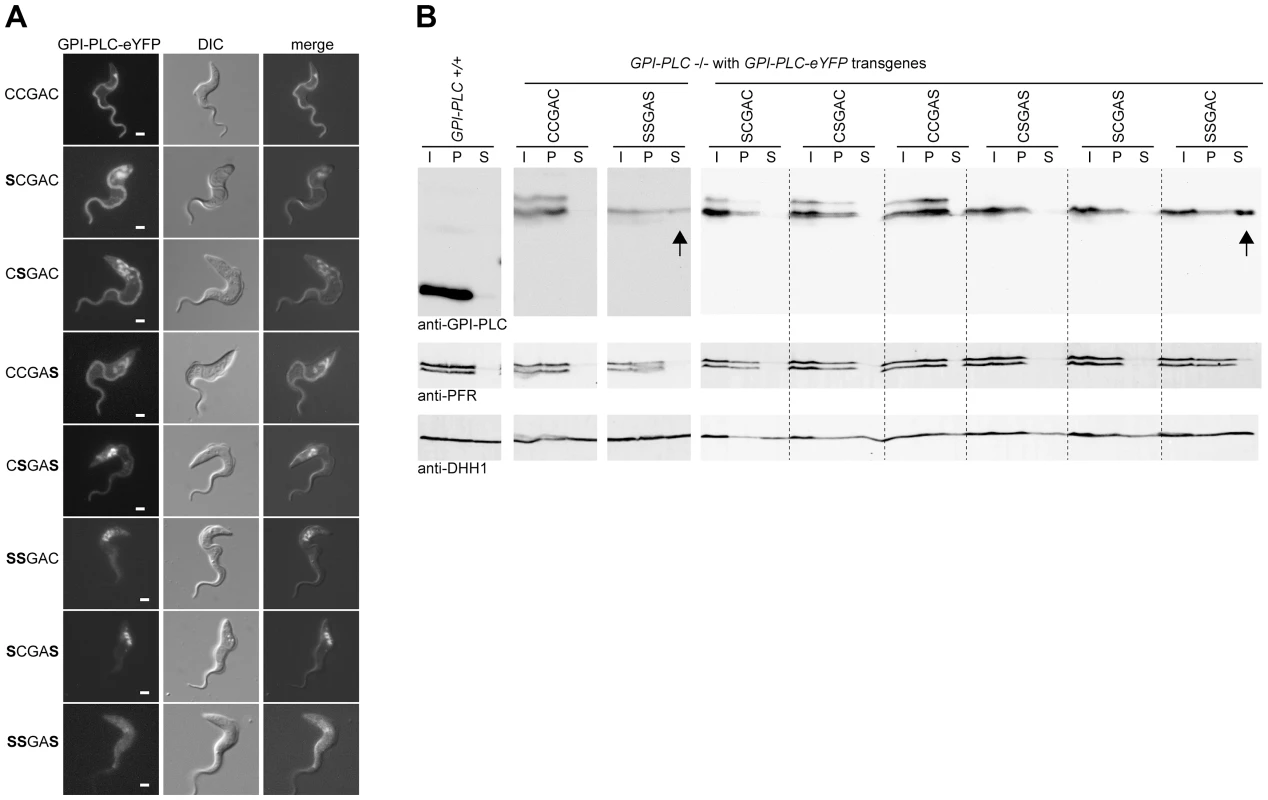 Cysteine mutants mis-localise to the endosome and/or cytoplasm.