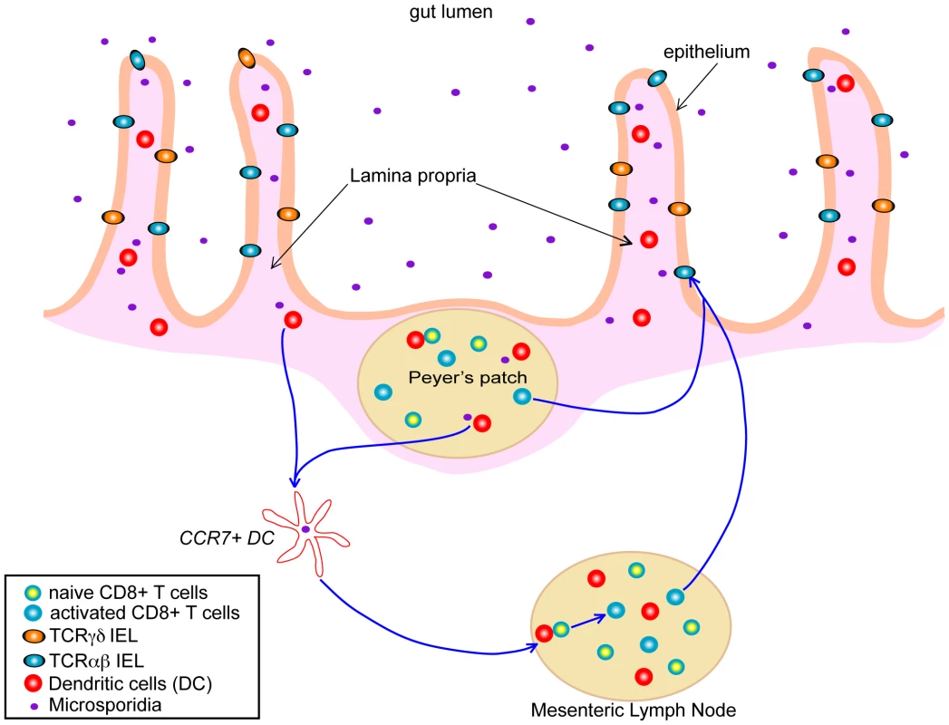 Putative model of the development of antigen-specific IEL response in the gut after infection with microsporidia.