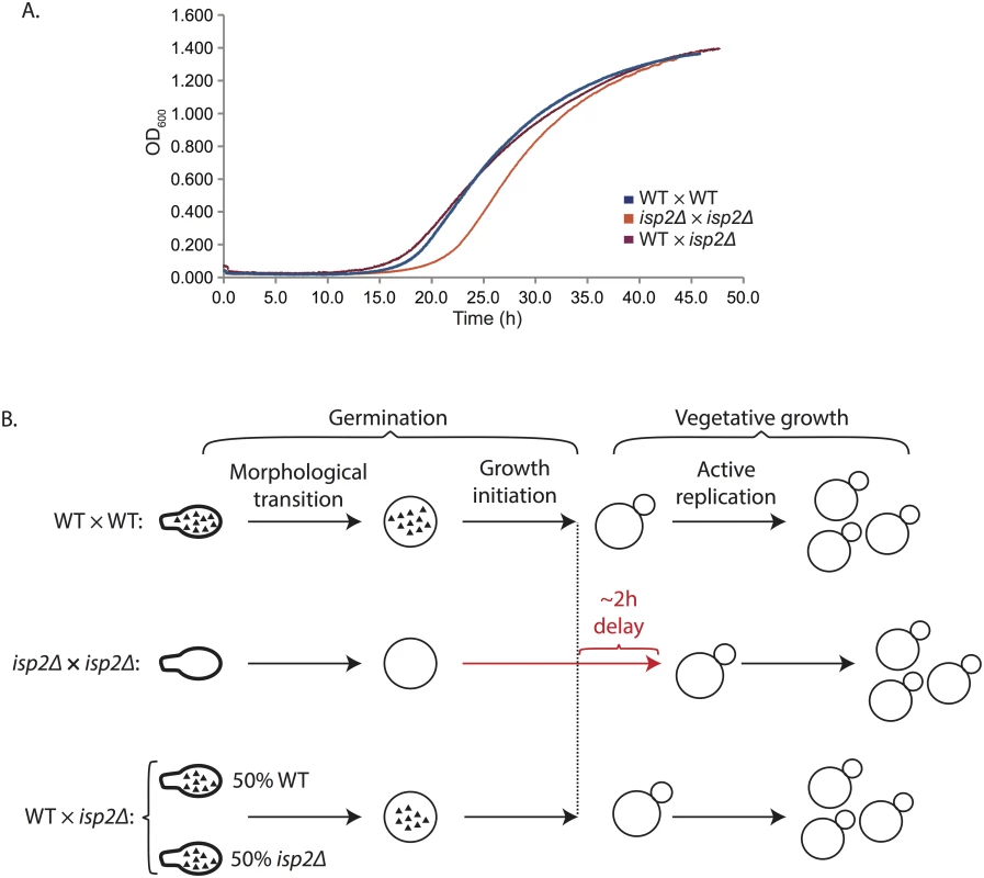 Spores derived from wild type by <i>isp2Δ</i> crosses show wild type rates of germination.
