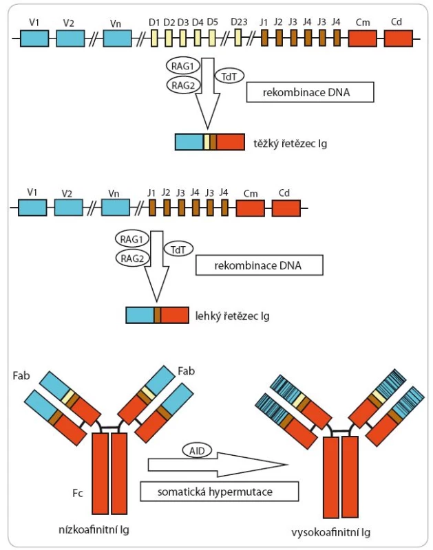 Schematické znázornění procesu rekombinace DNA a somatické hypermutace variabilních úseků imunoglobulinů (Ig).
