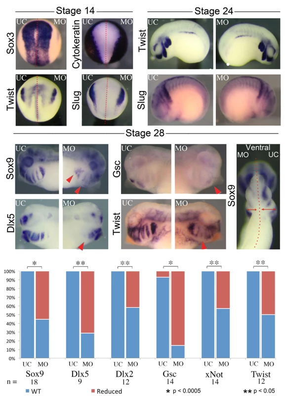 Knockdown of <i>nol11</i> disrupts cranial neural crest development.