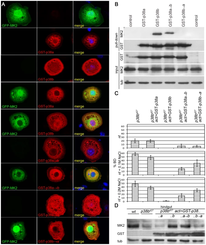 A p38b/MK2 complex is required for hindgut EC stress protection.
