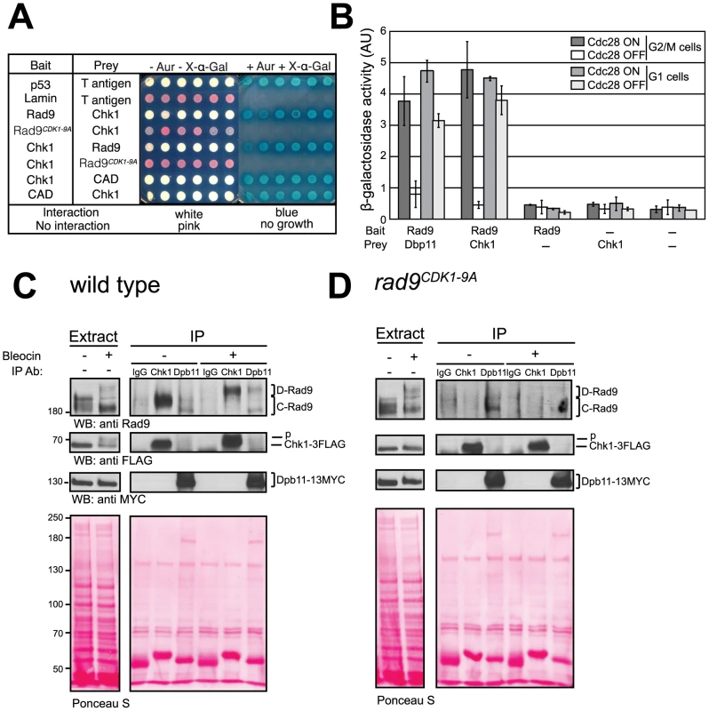 CDK-dependent phosphorylation of the nine N-terminal CDK sites in Rad9 regulates a physical interaction between Rad9 and Chk1.