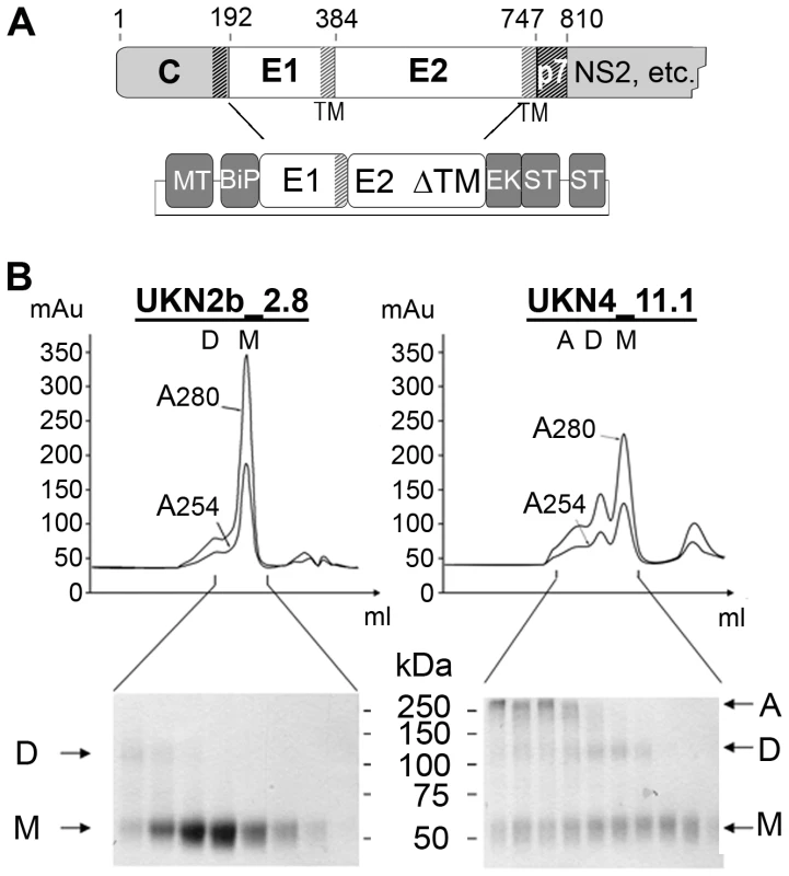 Production and biochemical characterization of HCV E2e.