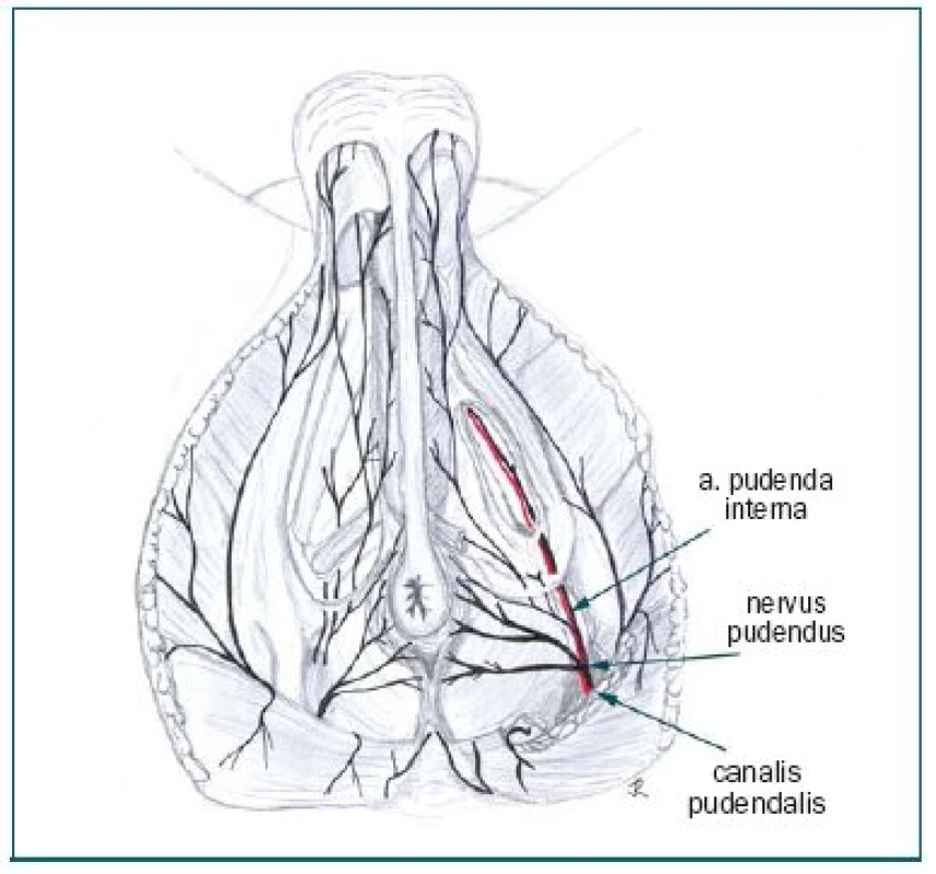 Perineum, průběh n. pudendus a a. pudenda interna.