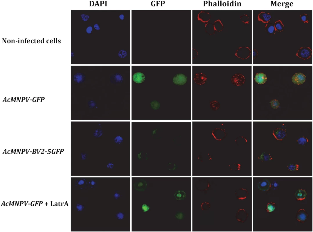 Cellular localization of BV2-5 and its effect on actin distribution.