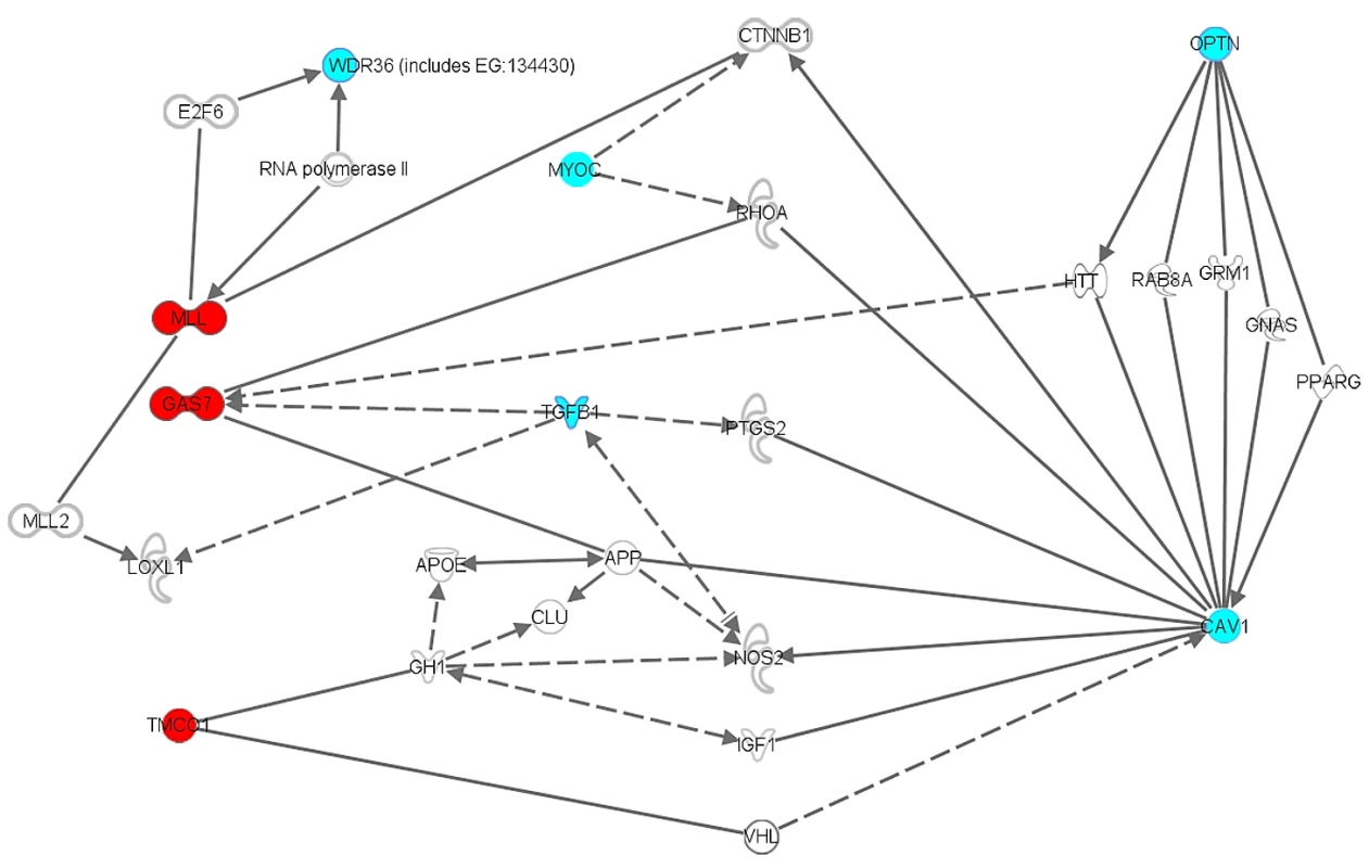Biochemical and functional interactions between (putative) glaucoma disease genes.