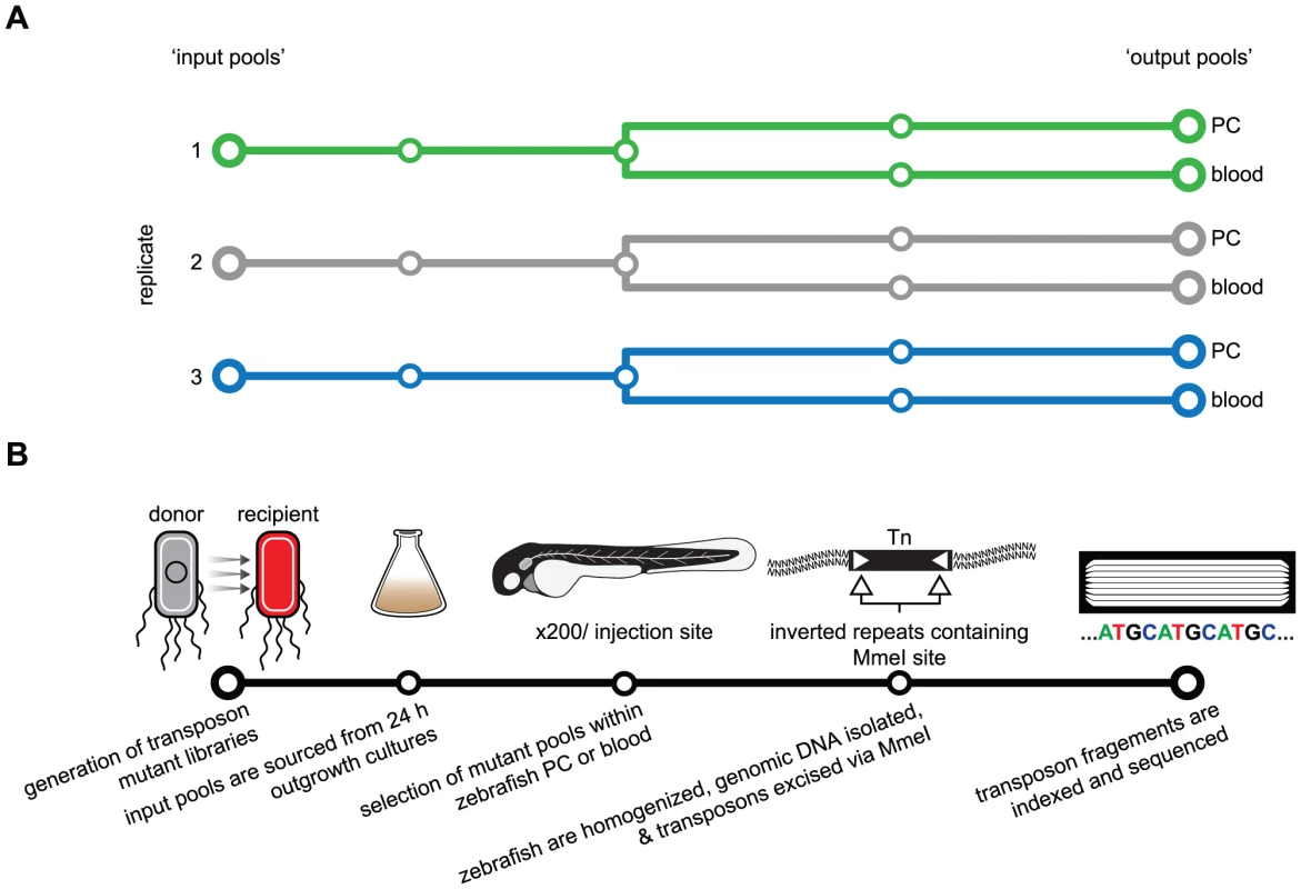 Schematic of the Tn-seq selection screen used to identify genes necessary for fitness in a zebrafish infection model.