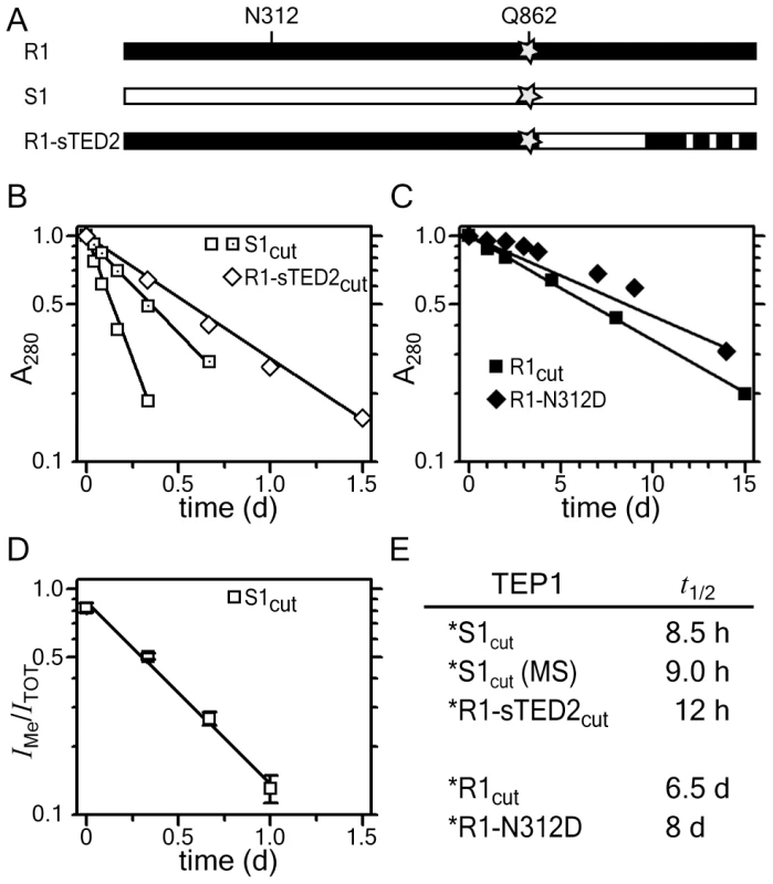 Rate of TEP1<sub>cut</sub> thioester hydrolysis.