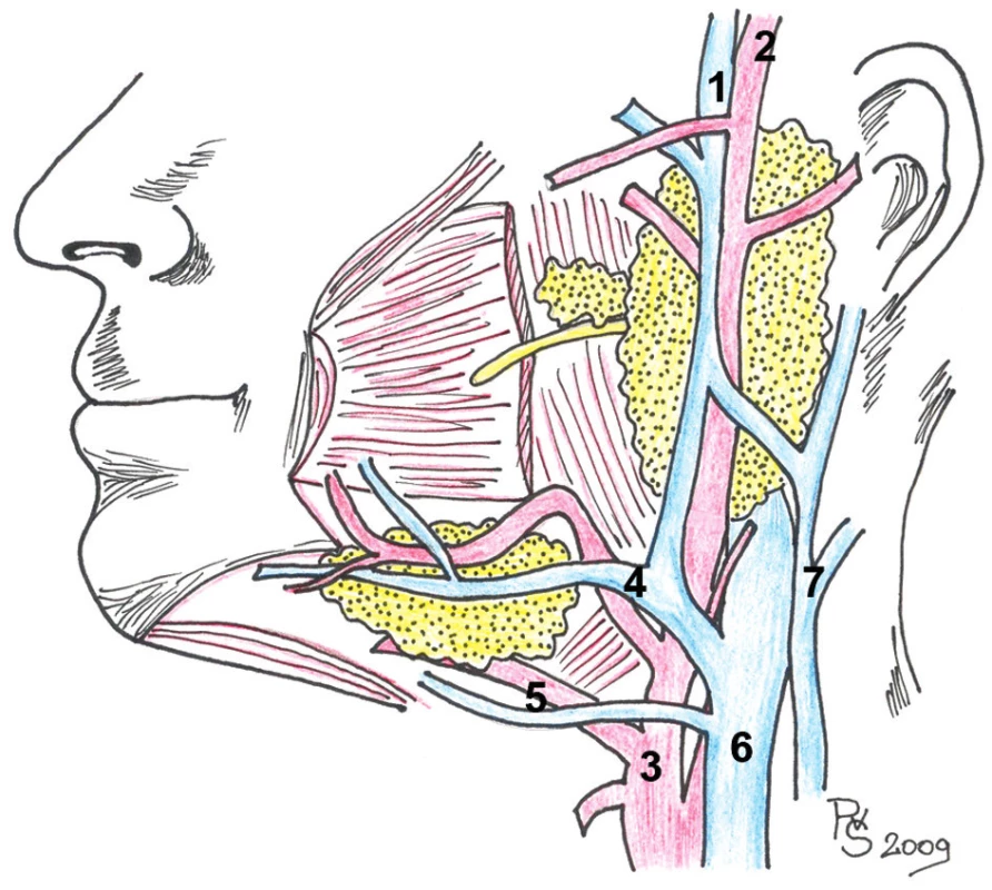 Cévní zásobení oblasti velkých slinných žláz (1. v. retromandibularis, 2. a. temporalis superficialis, 3. a. carotis externa, 4. a. facialis, v. facialis, 5. a. lingualis, v. lingualis, 6. v. jugularis interna, 7. v. jugularis externa).