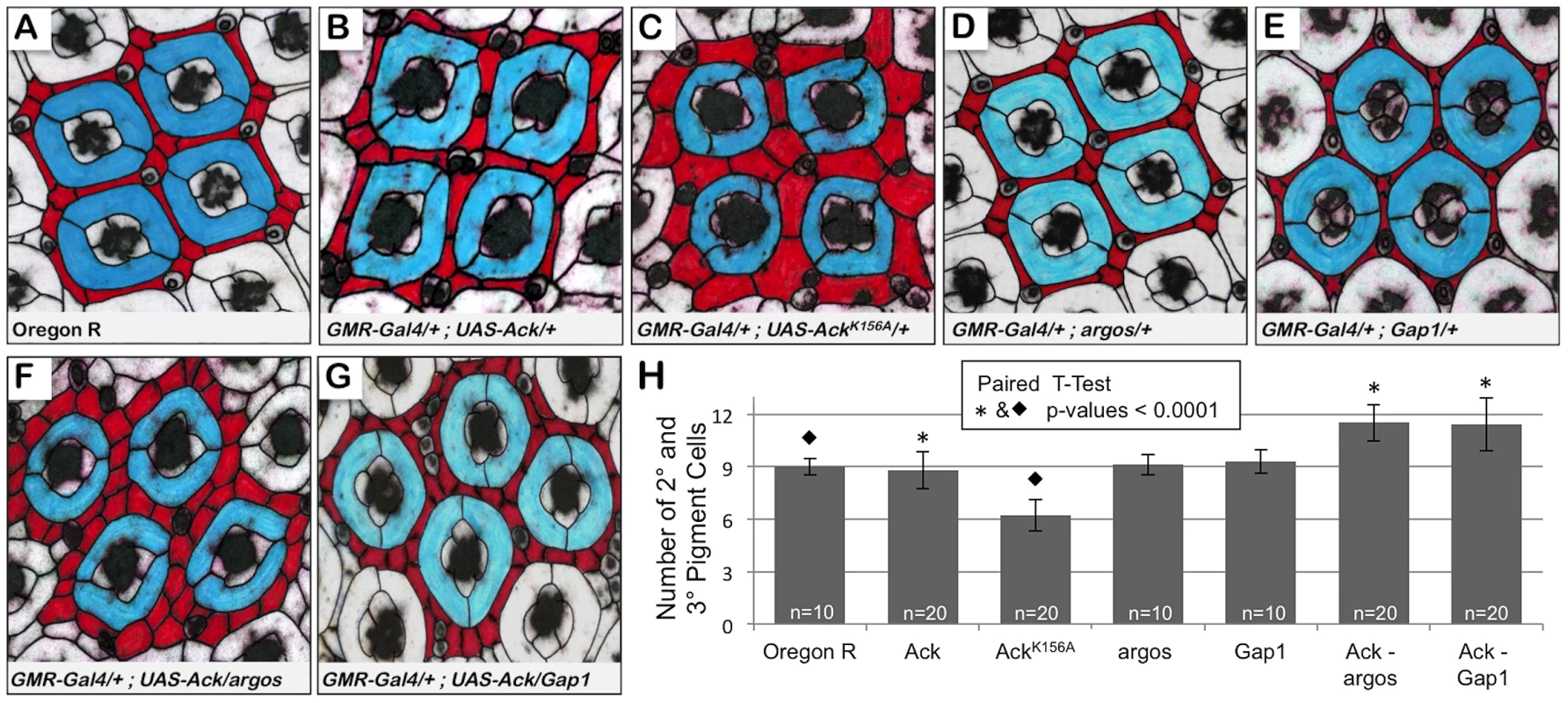 Ack expression genetically interacts with <i>argos</i> and <i>Gap1</i> loss of function.